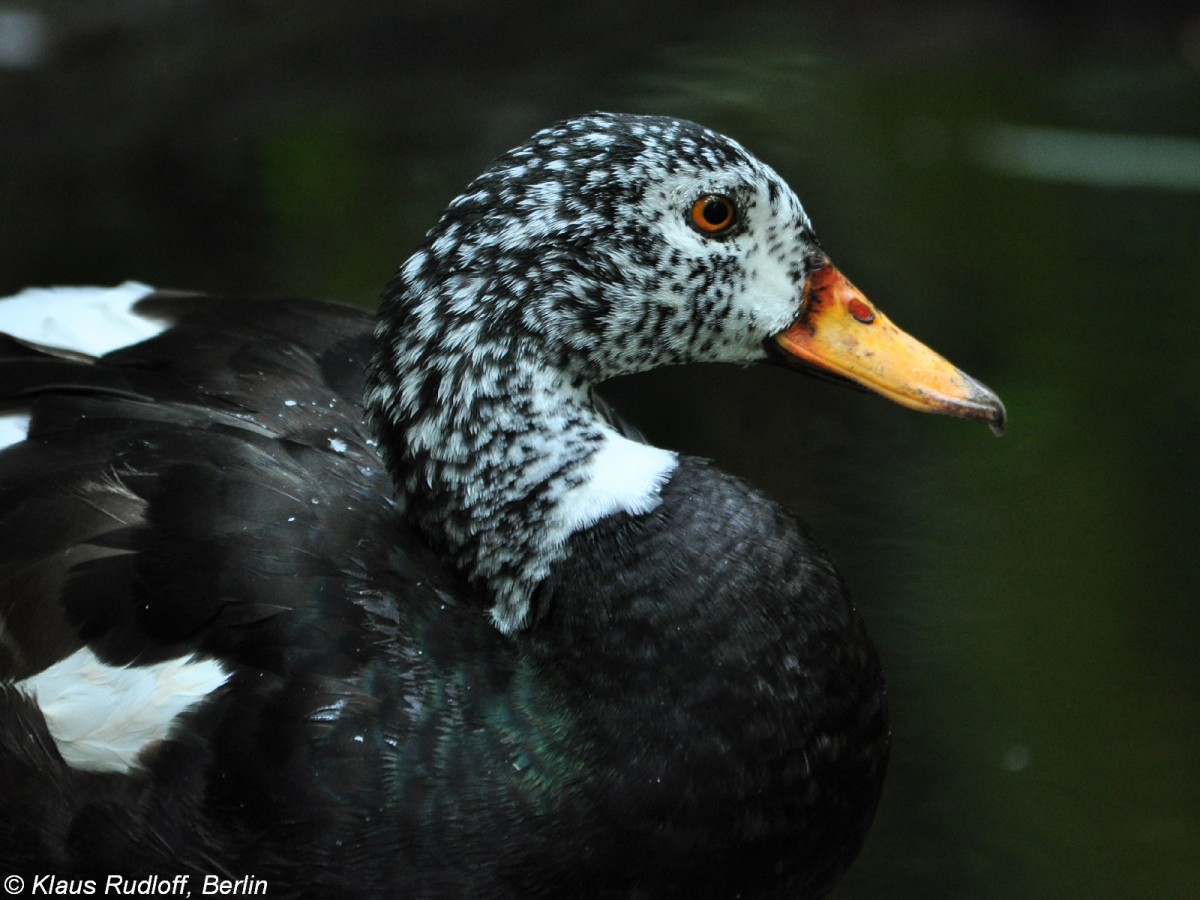 Malaienente oder Weiflgelente (Cairina scutulata) im Zoo Berlin (Juli 2015).