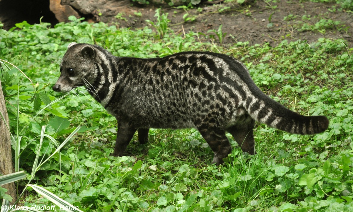 Malaiische Zibetkatze (Viverra tangalunga tangalunga) im Tierpark Berlin (Juli 2009).