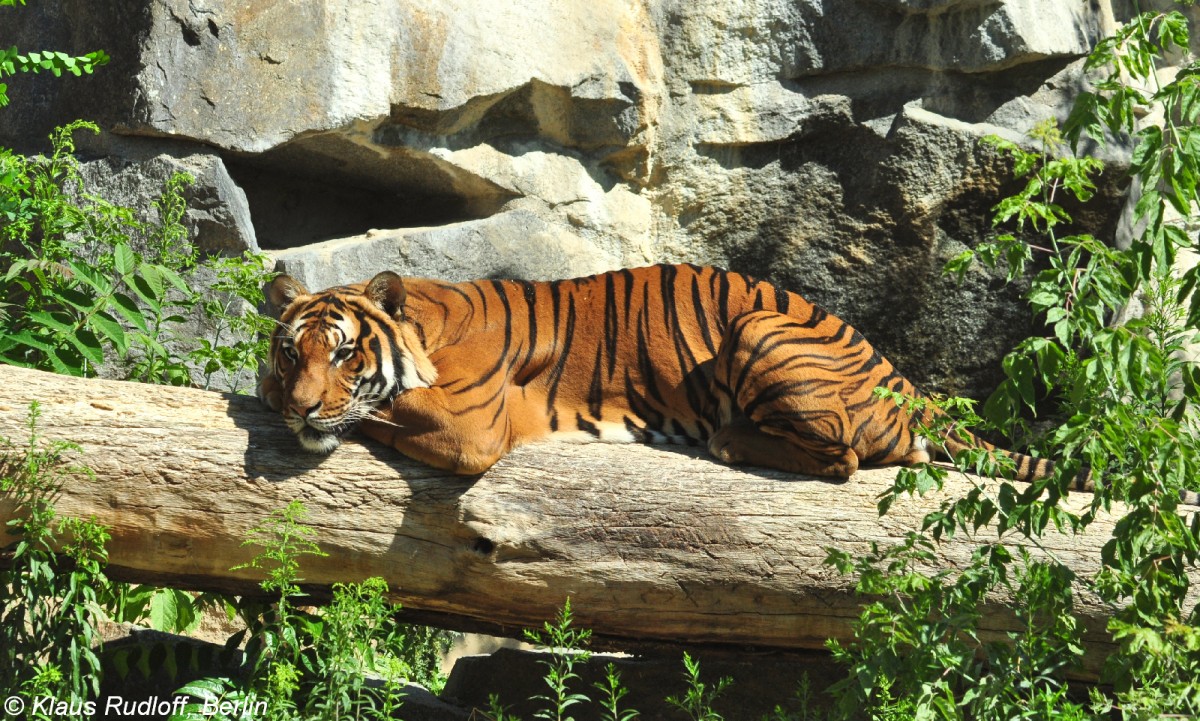 Malaya-Tiger (Panthera tigris corbetti) im Tierpark Berlin