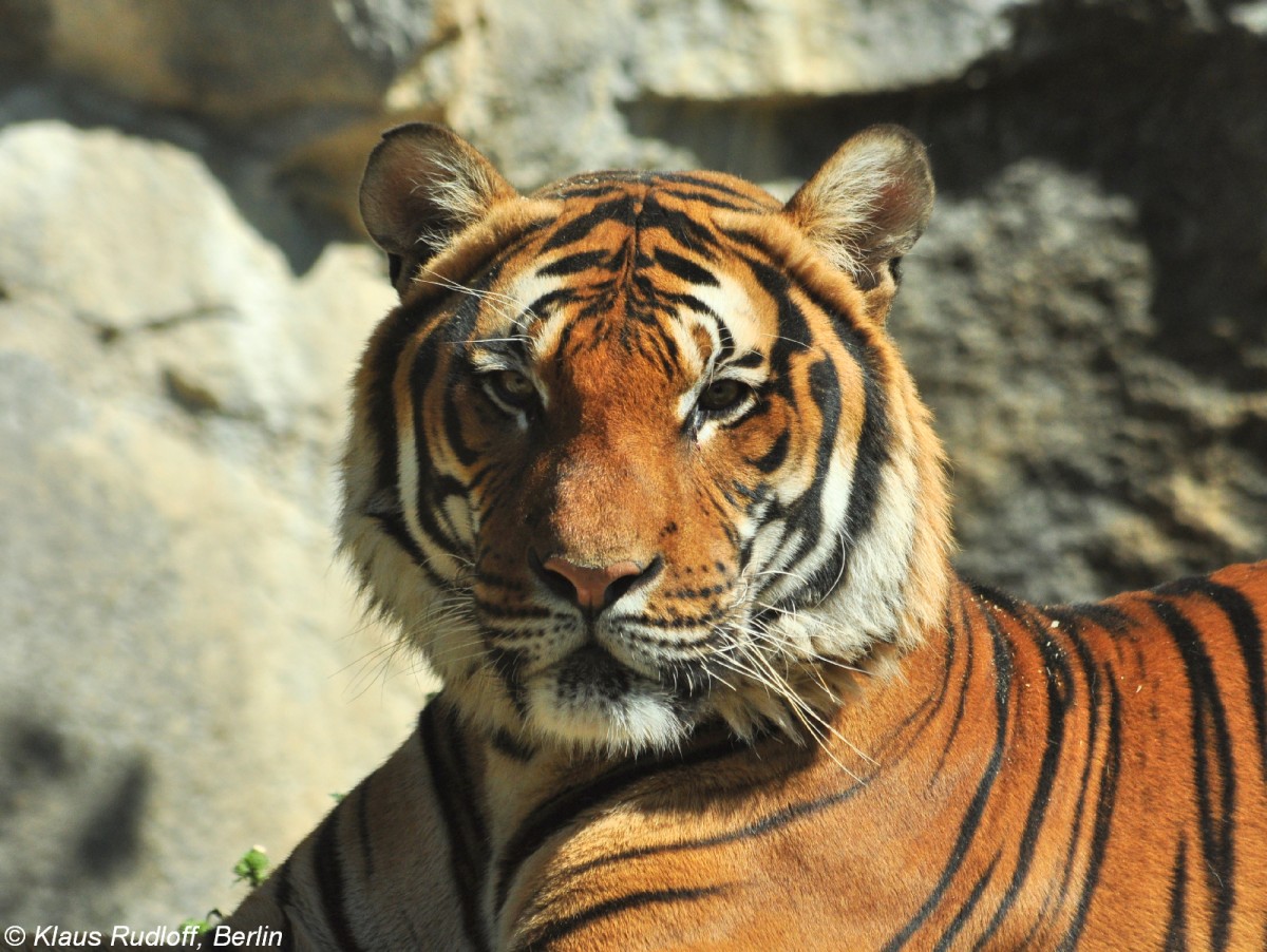 Malaya-Tiger (Panthera tigris corbetti) im Tierpark Berlin