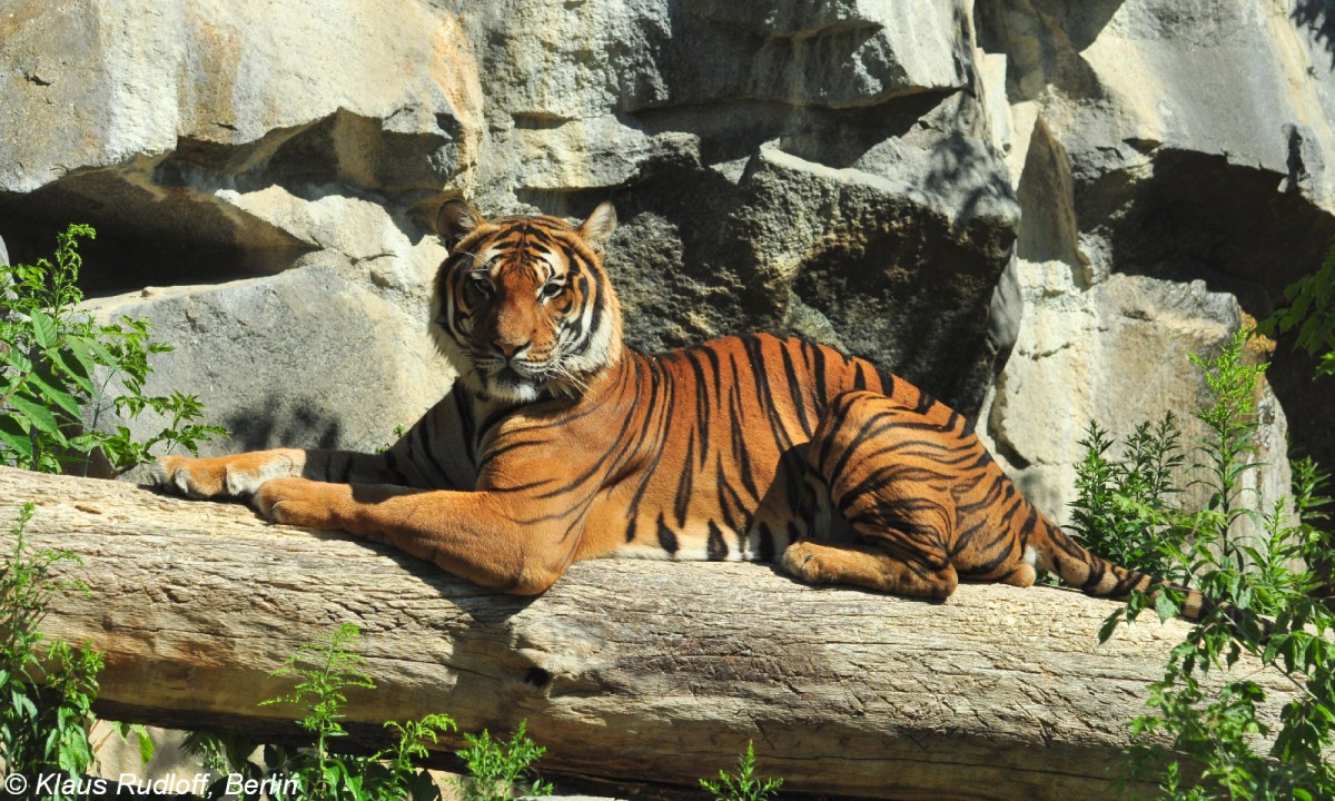 Malaya-Tiger (Panthera tigris corbetti) im Tierpark Berlin