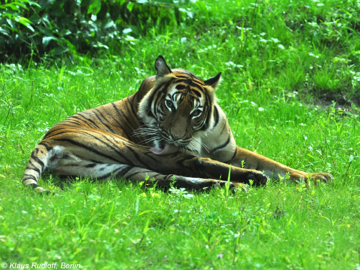 Malaya-Tiger (Panthera tigris jacksoni). Weibchen im Tierpark Cottbus (August 2015).