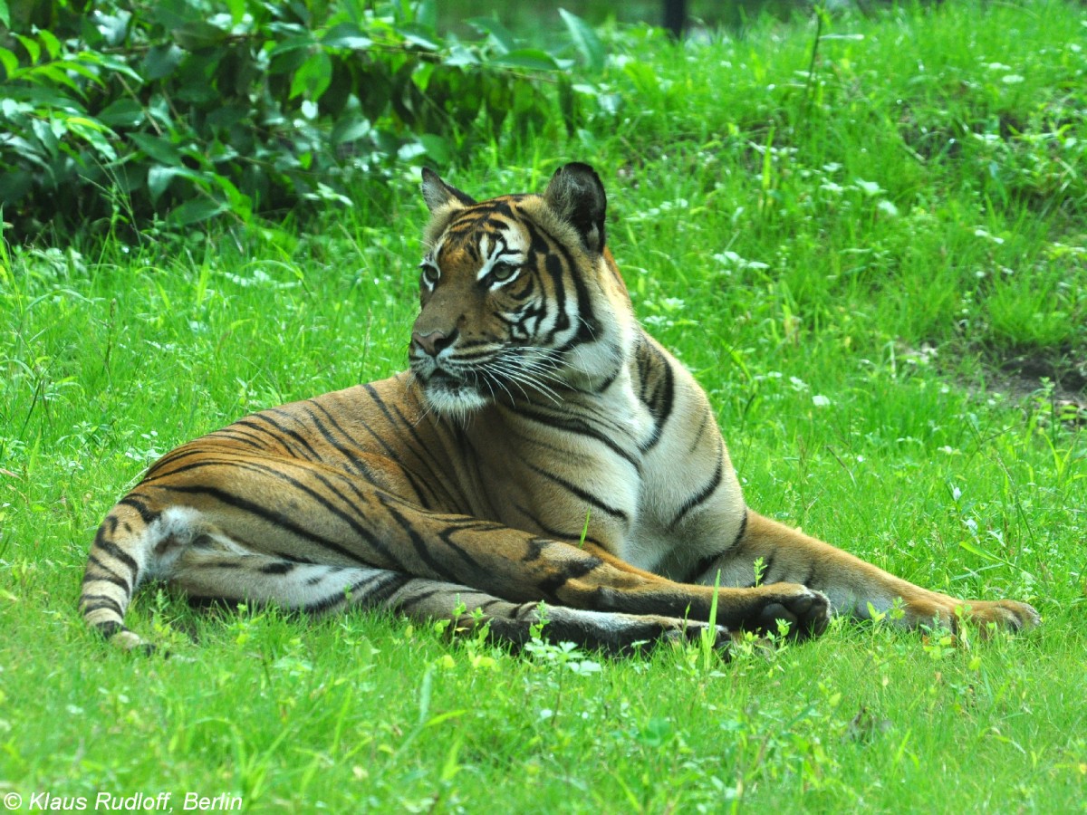 Malaya-Tiger (Panthera tigris jacksoni). Weibchen im Tierpark Cottbus (August 2015).