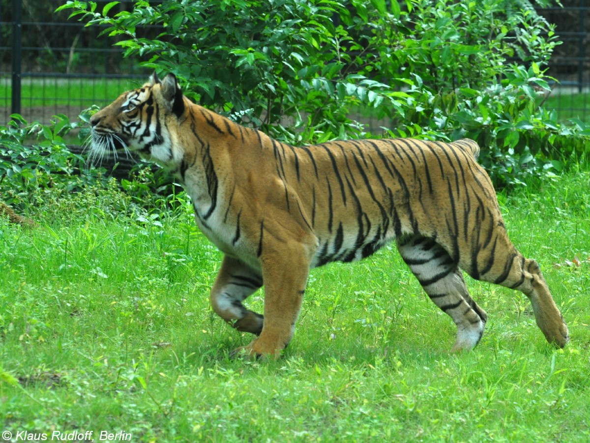 Malaya-Tiger (Panthera tigris jacksoni). Weibchen im Tierpark Cottbus (August 2015).