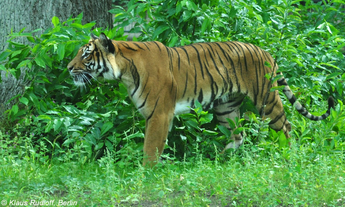 Malaya-Tiger (Panthera tigris jacksoni). Weibchen im Tierpark Cottbus (August 2015).