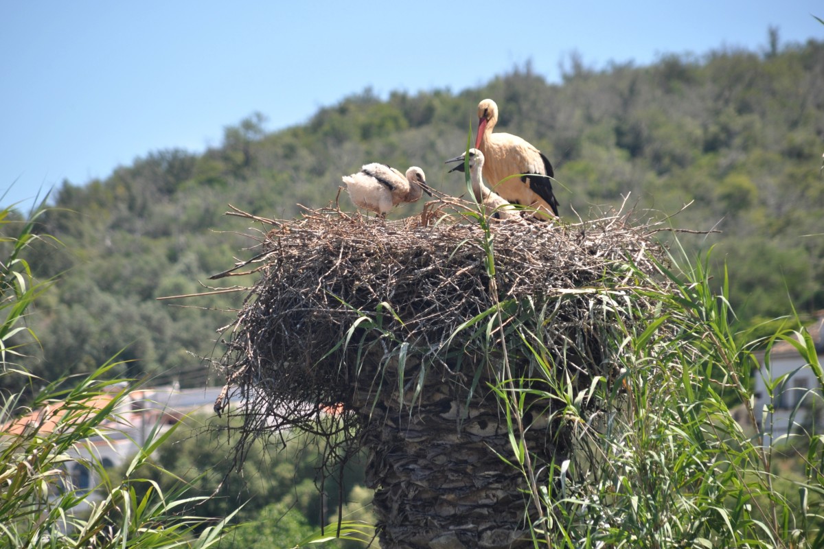 Mama oder Papa Storch mit zwei Jungtieren (PORTUGAL - Silves, 08.05.2014)