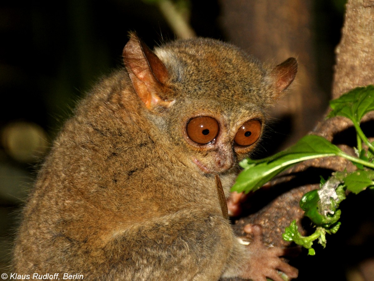 Manado-Koboldmaki (Tarsius tarsier - Typ Manado) im Bitung Zoo (near Manado, Nordost-Sulawesi, November 2013).