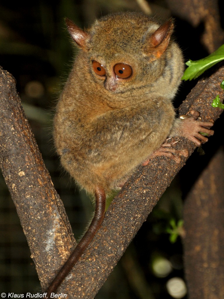 Manado-Koboldmaki (Tarsius tarsier - Typ Manado) im Bitung Zoo (near Manado, Nordost-Sulawesi, November 2013).