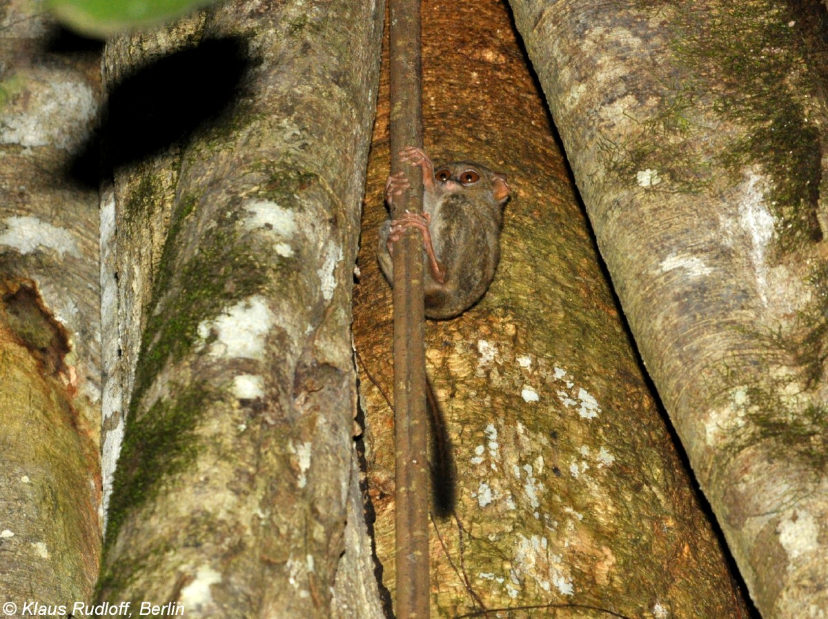 Manado-Koboldmaki (Tarsius tarsier - Typ Manado) im Tangkoko National Park (near Manado, Nordost-Sulawesi, November 2013).