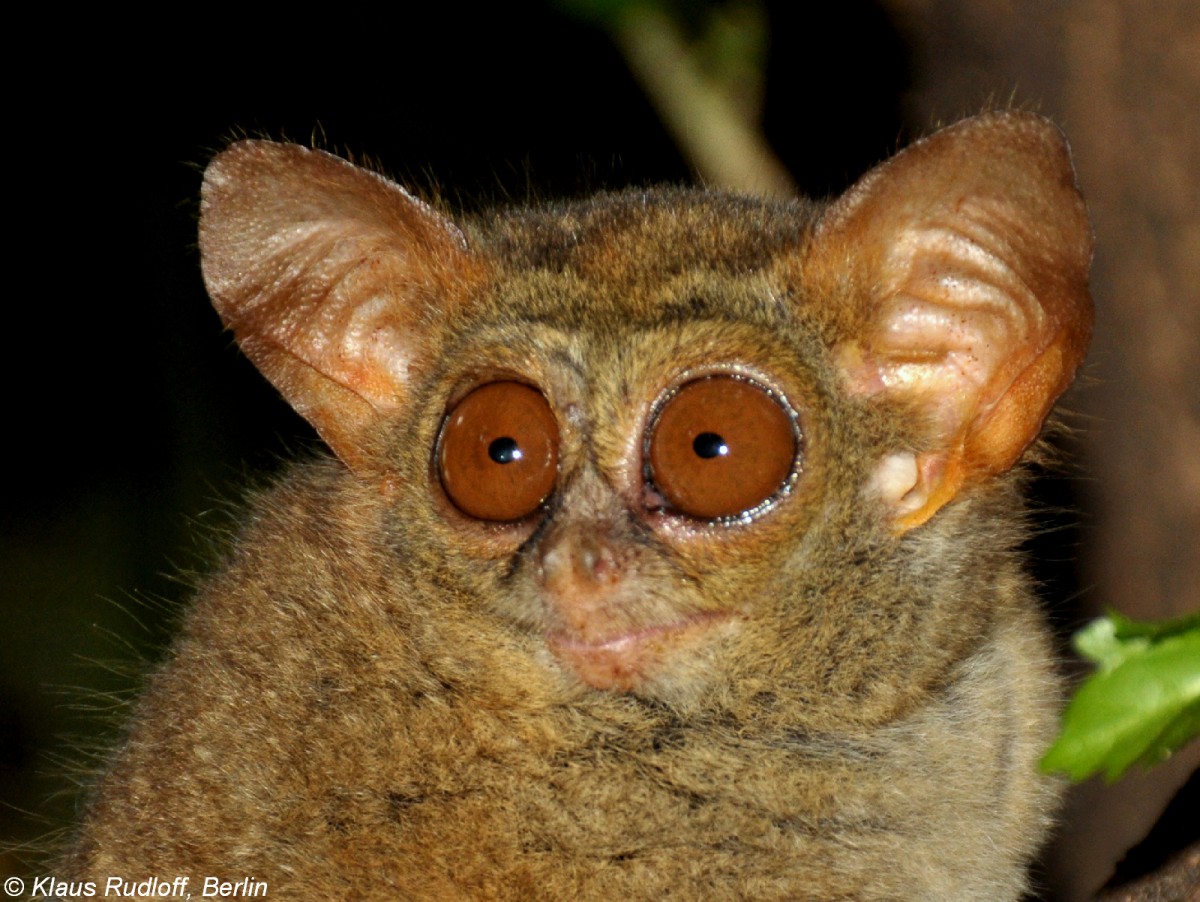 Manado-Koboldmaki (Tarsius tarsier - Typ Manado) im Bitung Zoo (near Manado, Nordost-Sulawesi, November 2013).