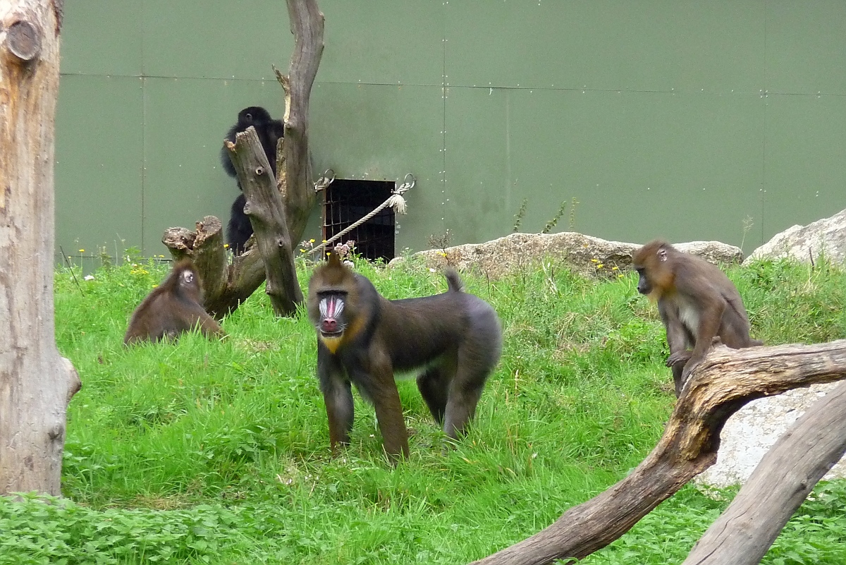 Mandrills im Affengehege des Serengetiparks, 9.9.15 