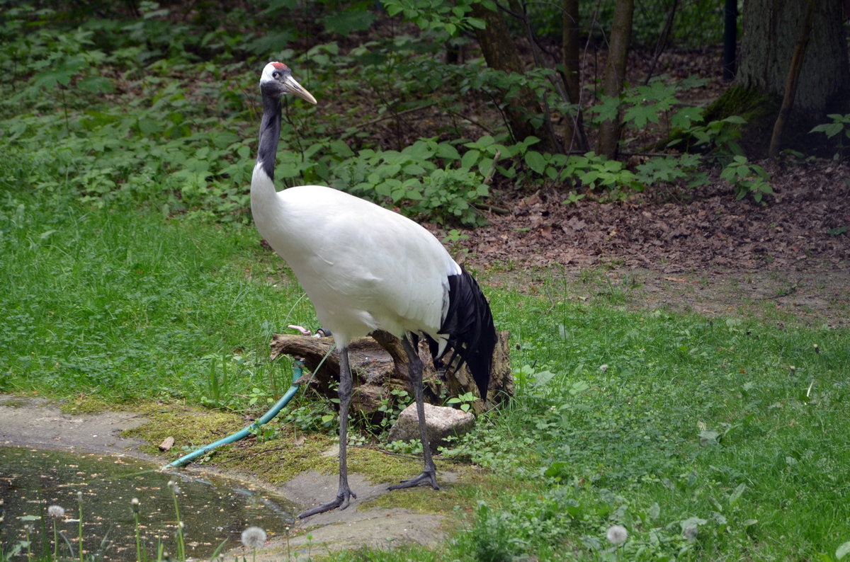 Mandschurenkranich,  er hat eine Spannweite von 220 – 250 cm und ein Gewicht von 7 -10 kg. Im Cottbuser Zoo am 19.05.2017.


