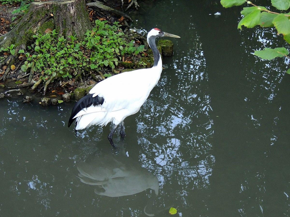 Mandschurenkranich (Grus japonensis)hat im Zoo Schmiding seine Bleibe; 130905