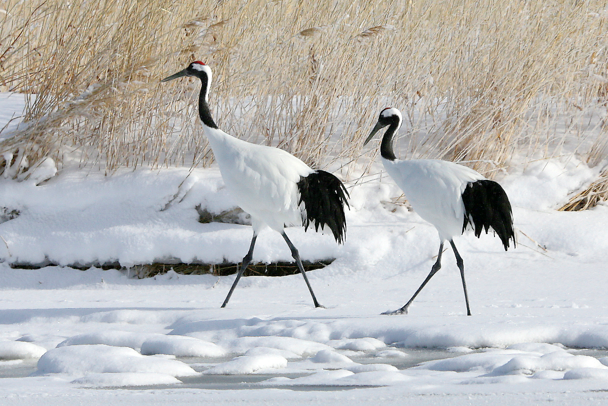 Mandschurenkraniche (Rothaubenkraniche) am Tofutsu-See, Hokkaido, Japan, 07.02.2018