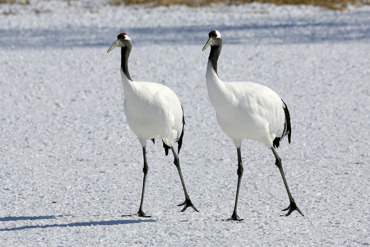 Mandschurenkraniche (Rothaubenkraniche) im Kranichzentrum Tsurui, Hokkaido, Japan, 03.02.2018