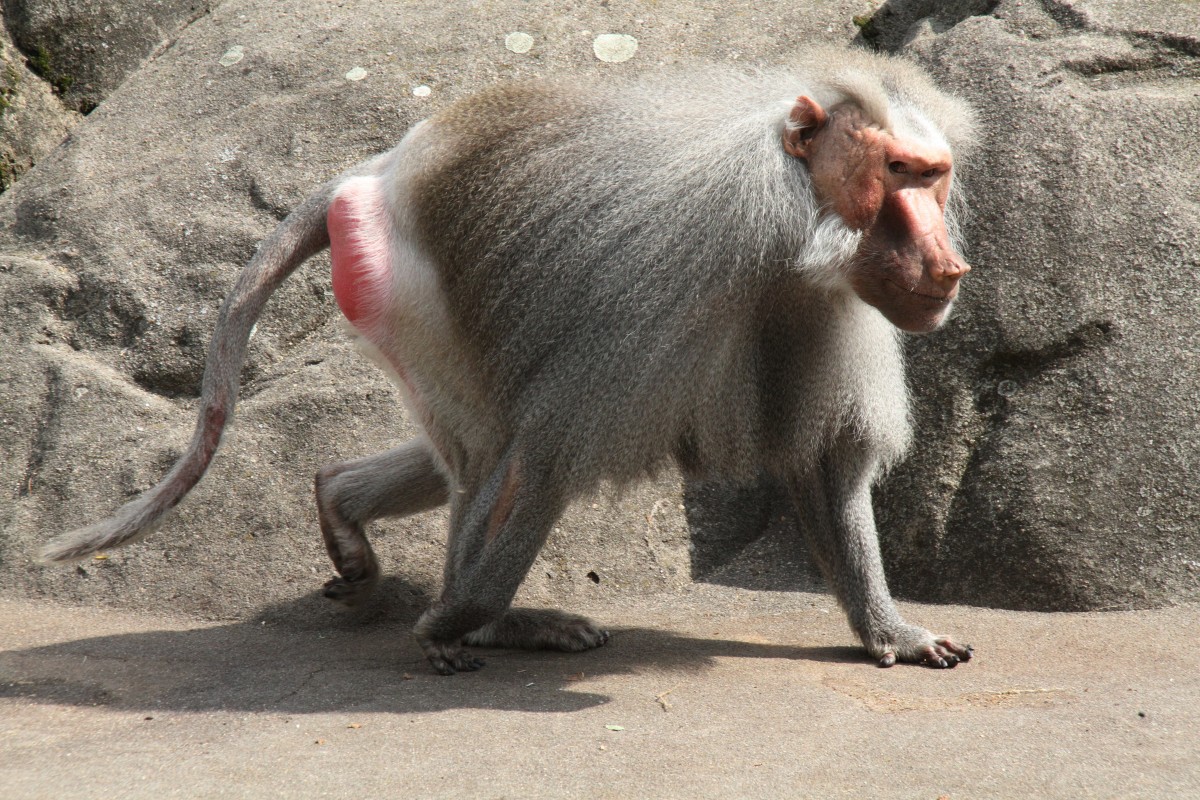 Mantelpavian (Papio hamadryas) auf Wanderung, 3.8.2010 im Frankfurter Zoo.