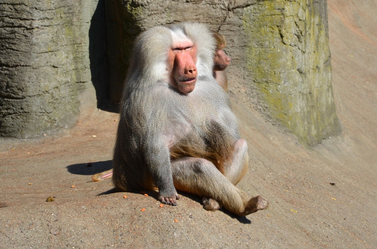 Mantelpaviane    Tierpark Hagenbeck Hamburg  03.05.2014