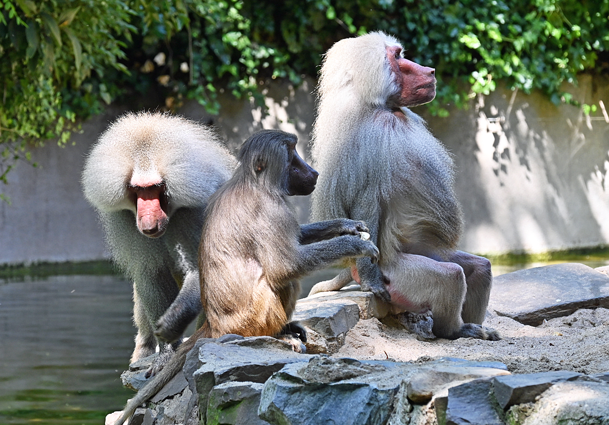 Mantelpaviangruppe am Affenfelsen des Klner Zoo - 14.06.2022
