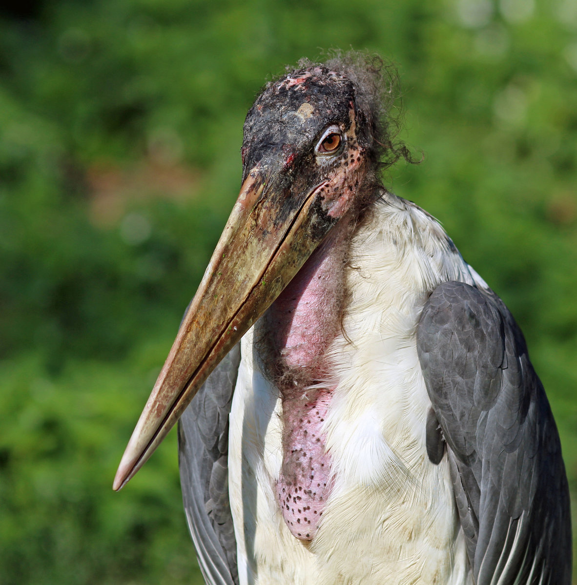 Marabu - 12.09.2016 Zoo Berlin