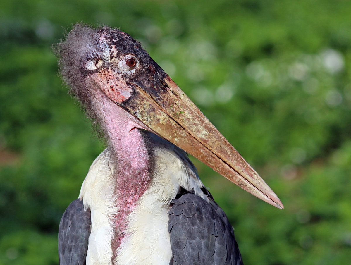 Marabu - 12.09.2016 Zoo Berlin