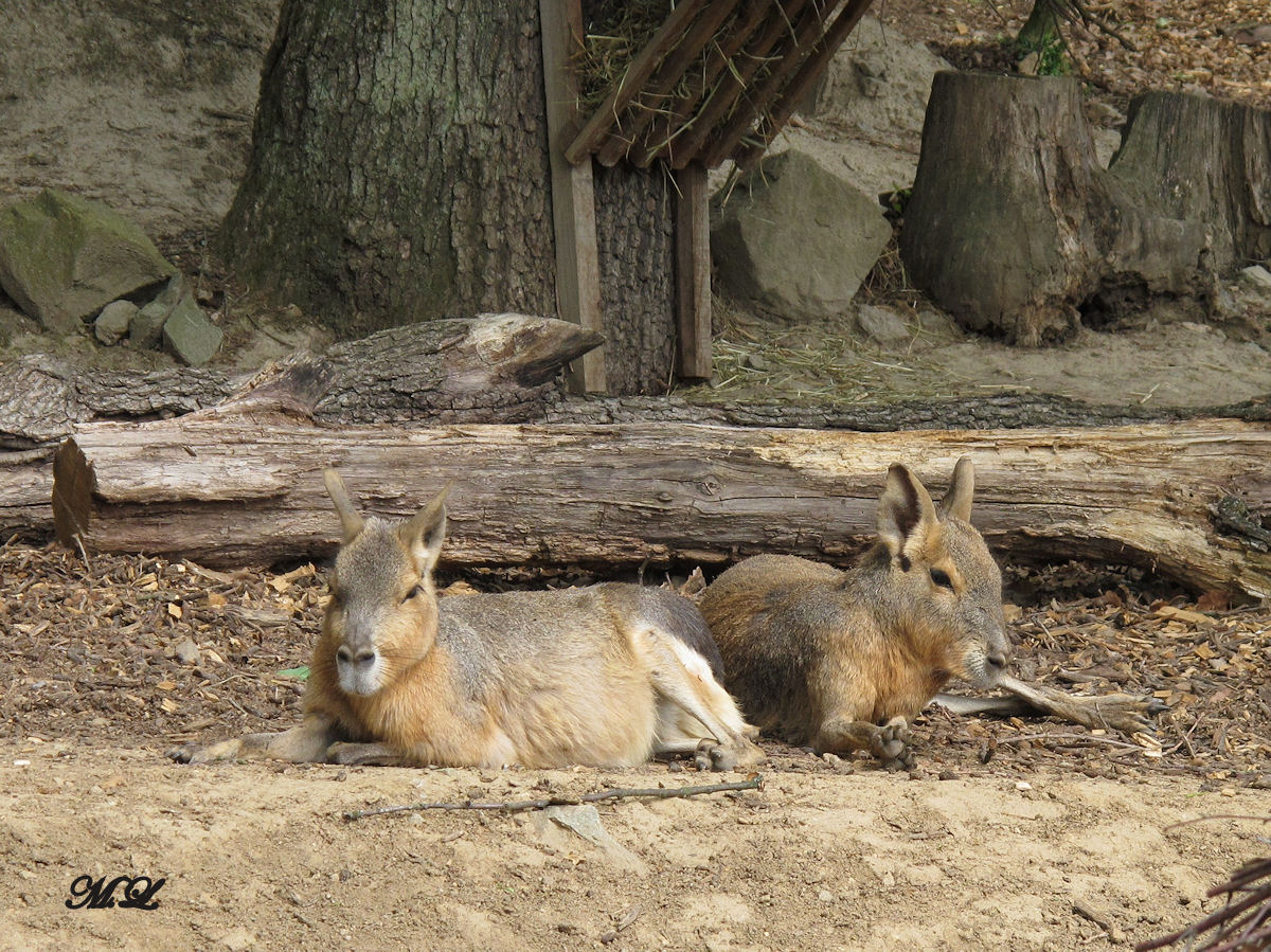 Maras im Zoo Brünn. (02.06.2012)