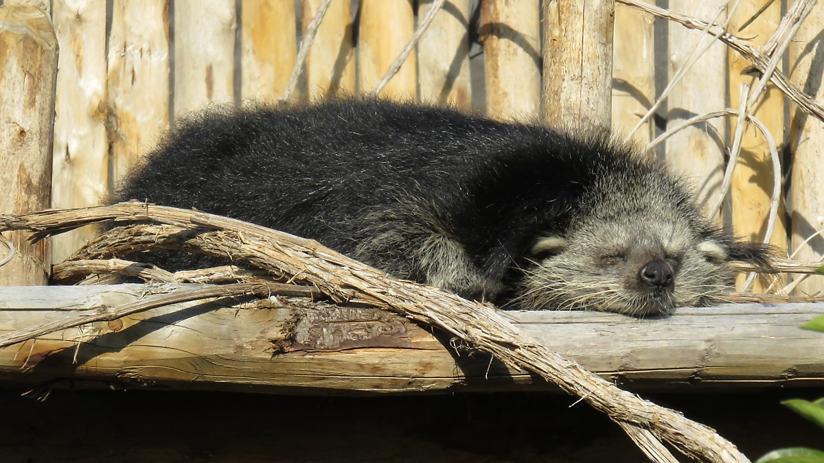 Marderbär (Binturong) im Zoo d'Amneville, 26.9.2017