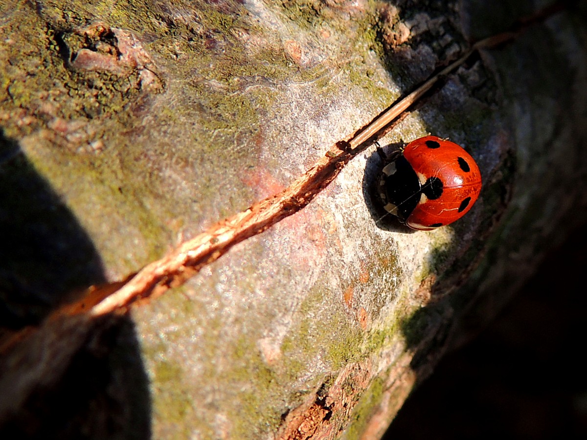 Marienkfer(Coccinellidae) geniesst die warmen Sonnenstrahlen im Feber 2014; 140220