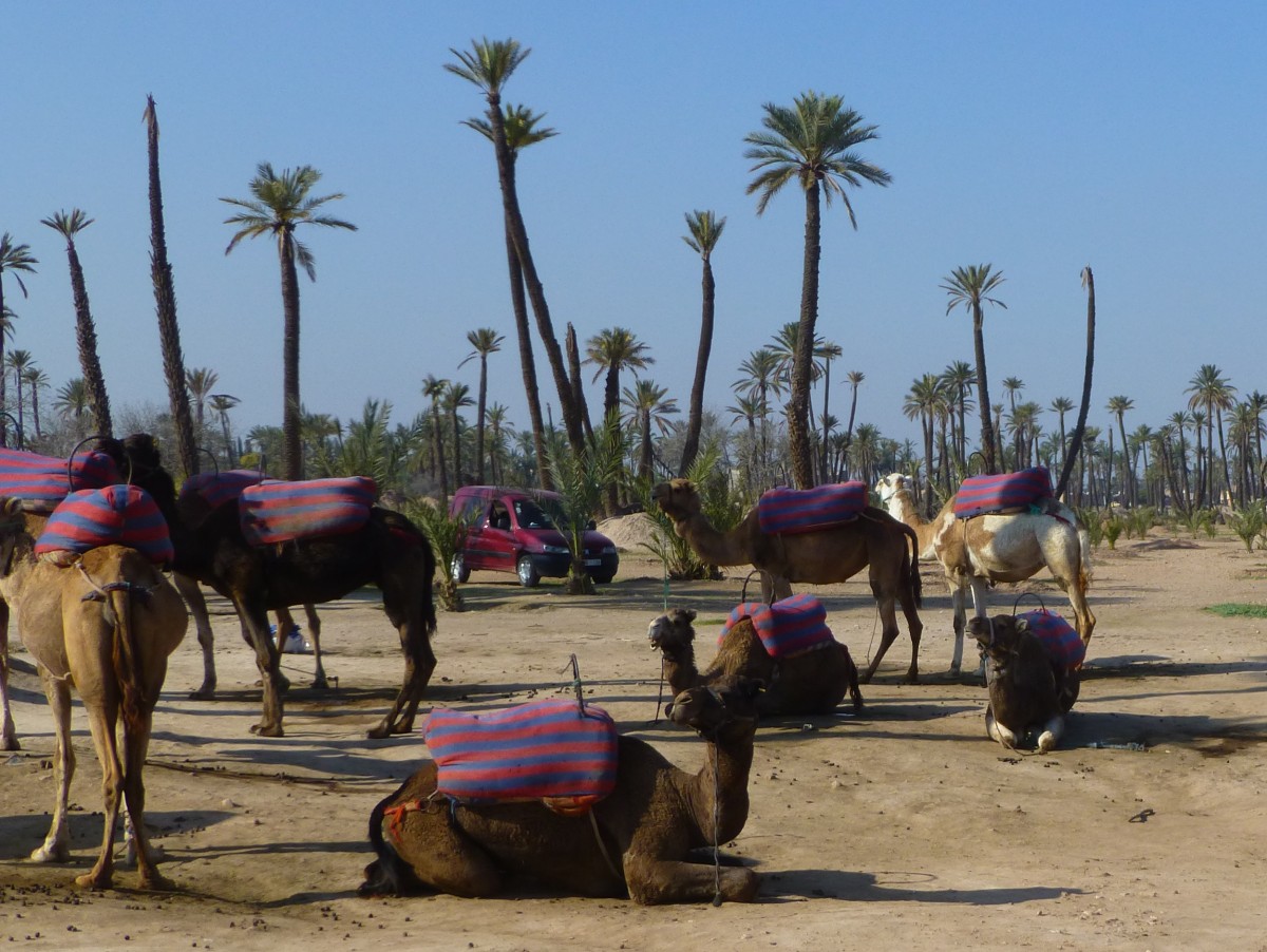 Marrakech, Dromedare in der Palmeraie. 28.12.2014