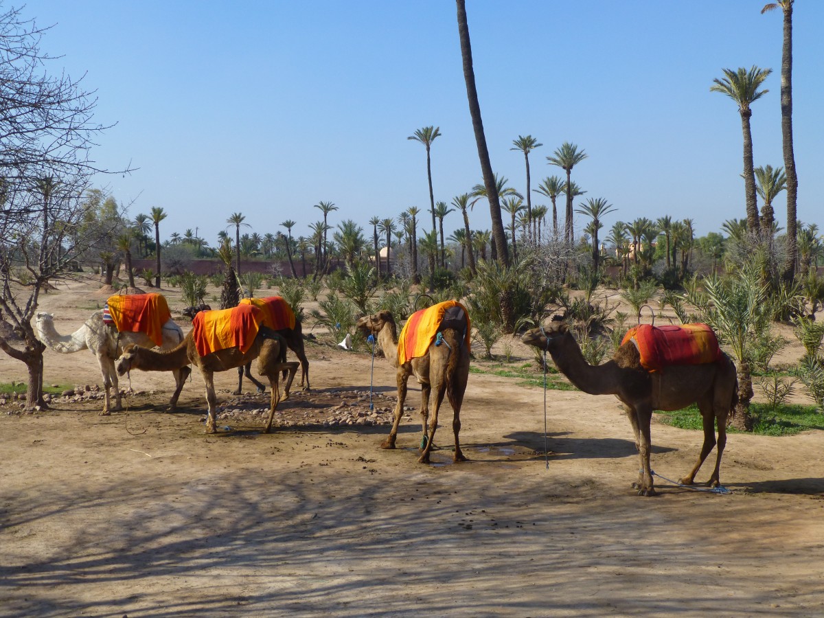 Marrakech, Dromedare in der Palmeraie. 28.12.2014