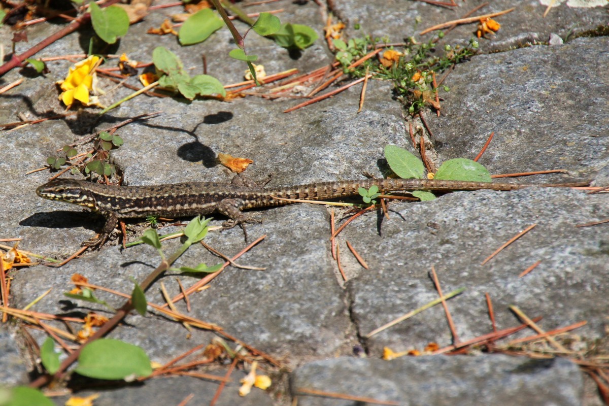 Mauereidechse (Podarcis muralis) am 12.7.2010 auf der Insel Mainau.