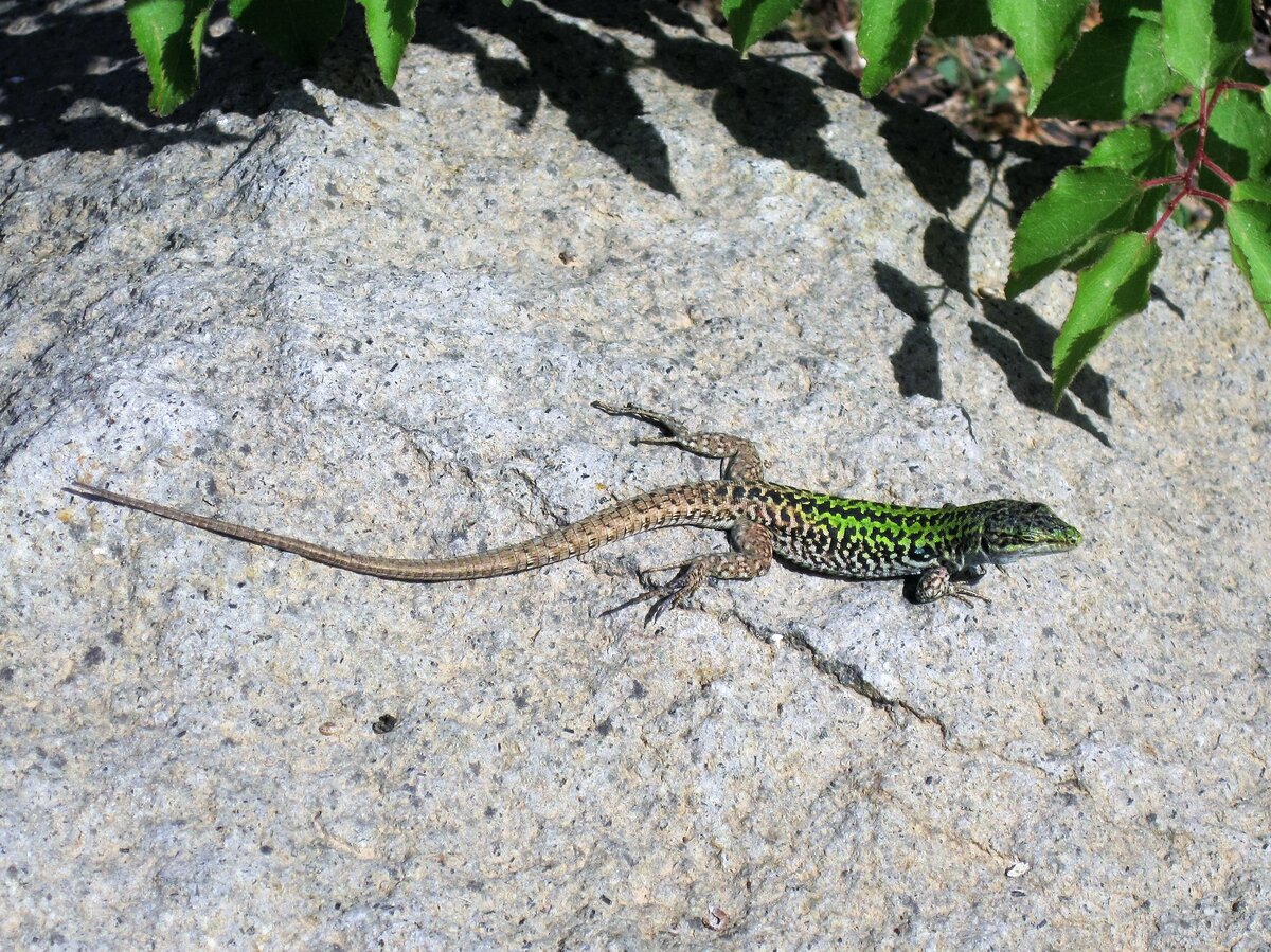 Mauereidechse sonnt sich auf Panarea (Liparische Inseln) am 30.04.18