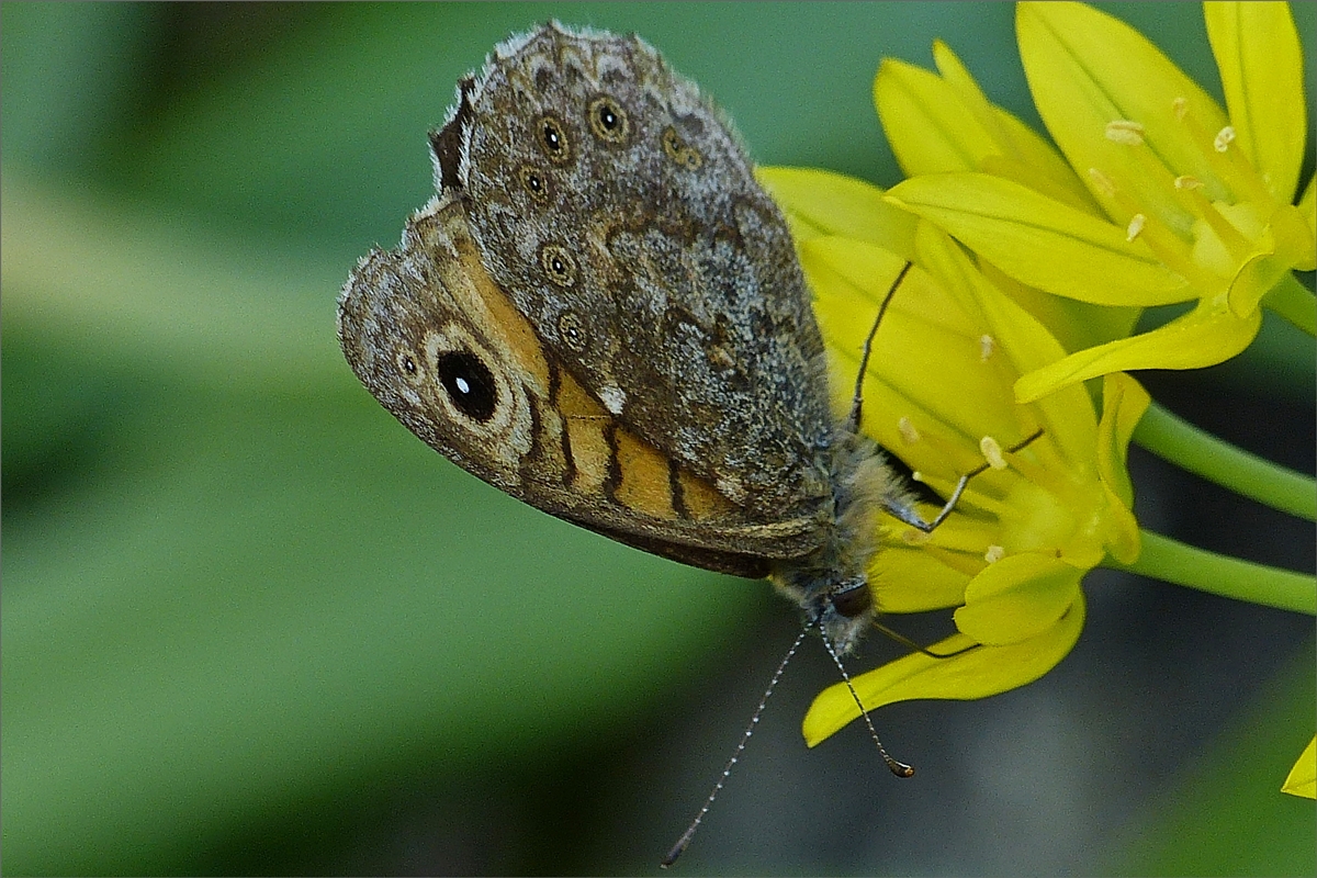 Mauerfuchs mit geschlossenen Flgeln auf einer Blume.  18.06.2019