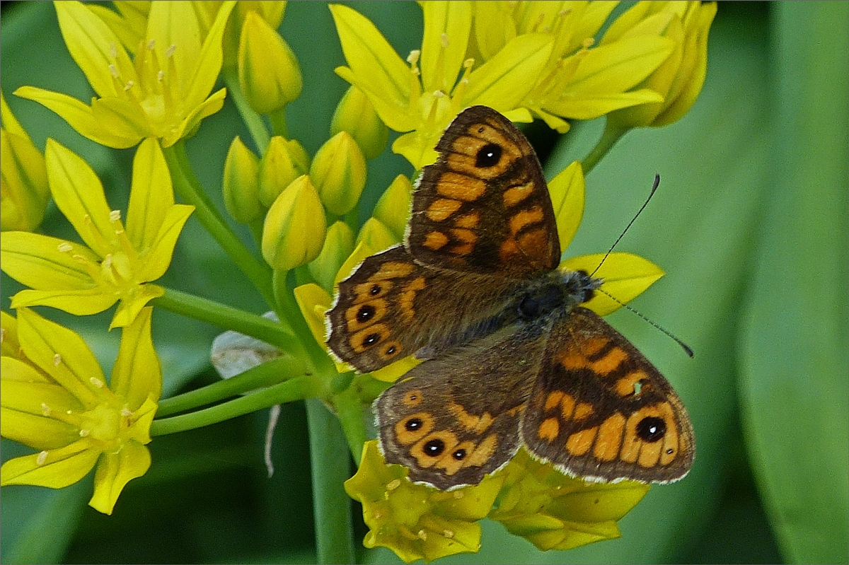 Mauerfuchs mit offenen Flgeln auf einer Blume. 18.06.2019