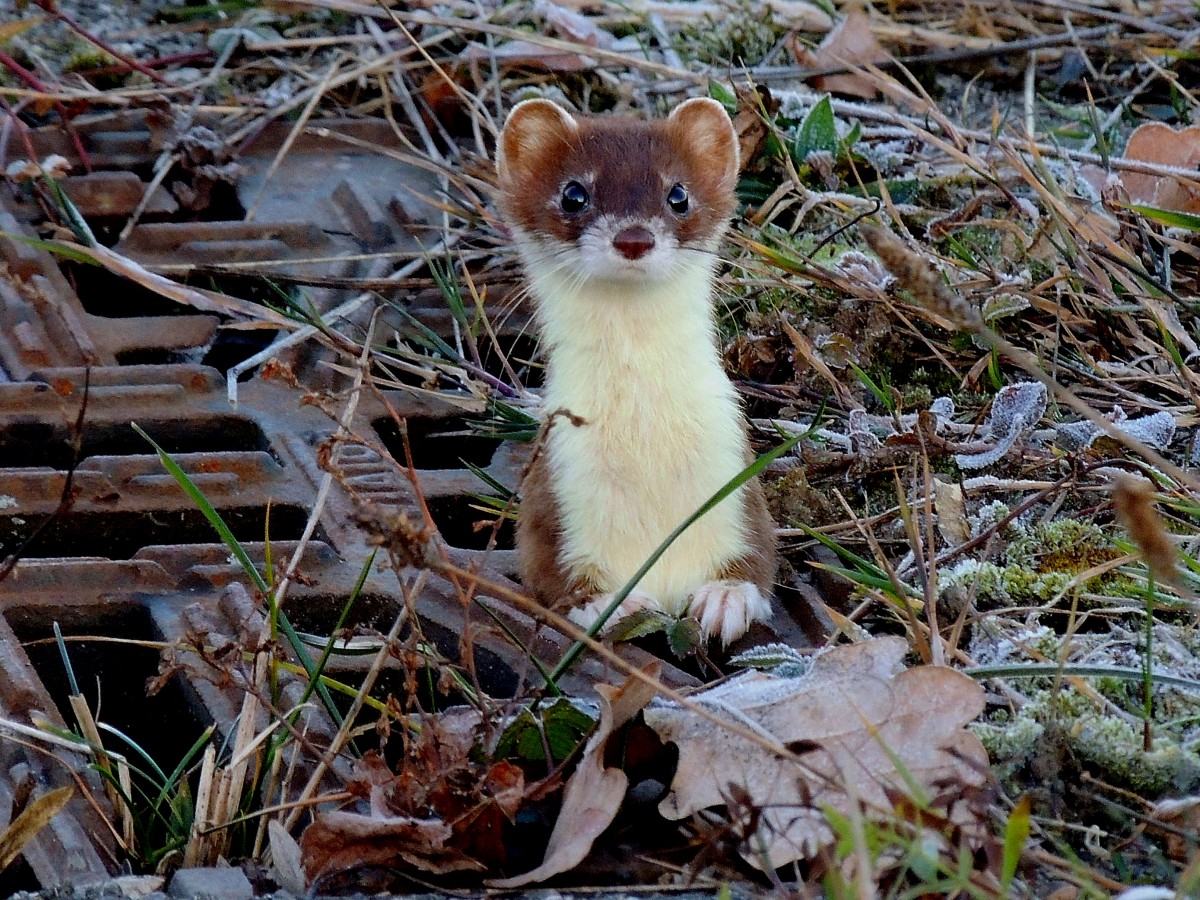 Mauswiesel(Mustela nivalis)bzw. auch Zwerg- oder Kleinwiesel lugt aus seinem Versteck hervor; 151231