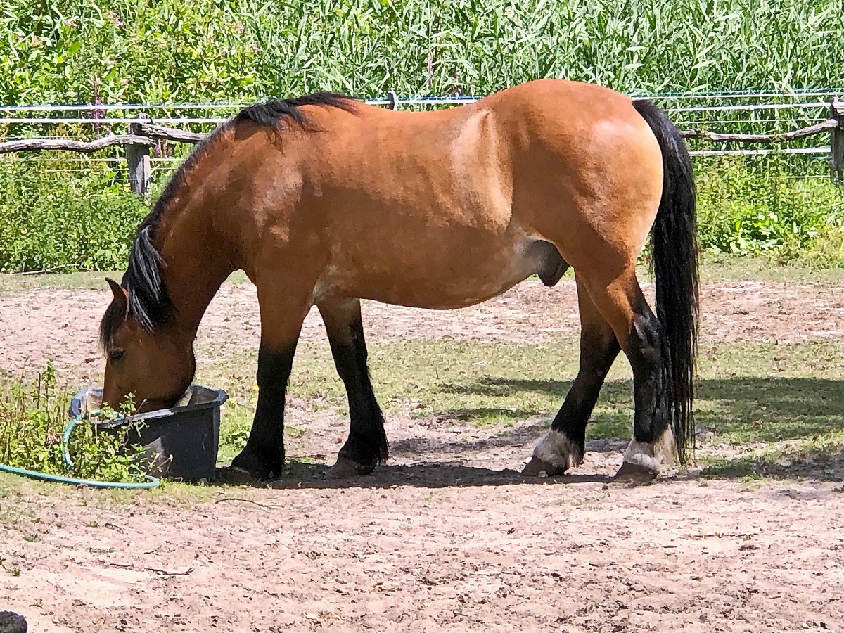 Max, 16 Jahre alt. Rheinlndisches Kaltblut - Ein echtes, und selten gewordenes Arbeitspferd auf der Pfaueninsel in Berlin, gesehen am 22. Juli 2020. 