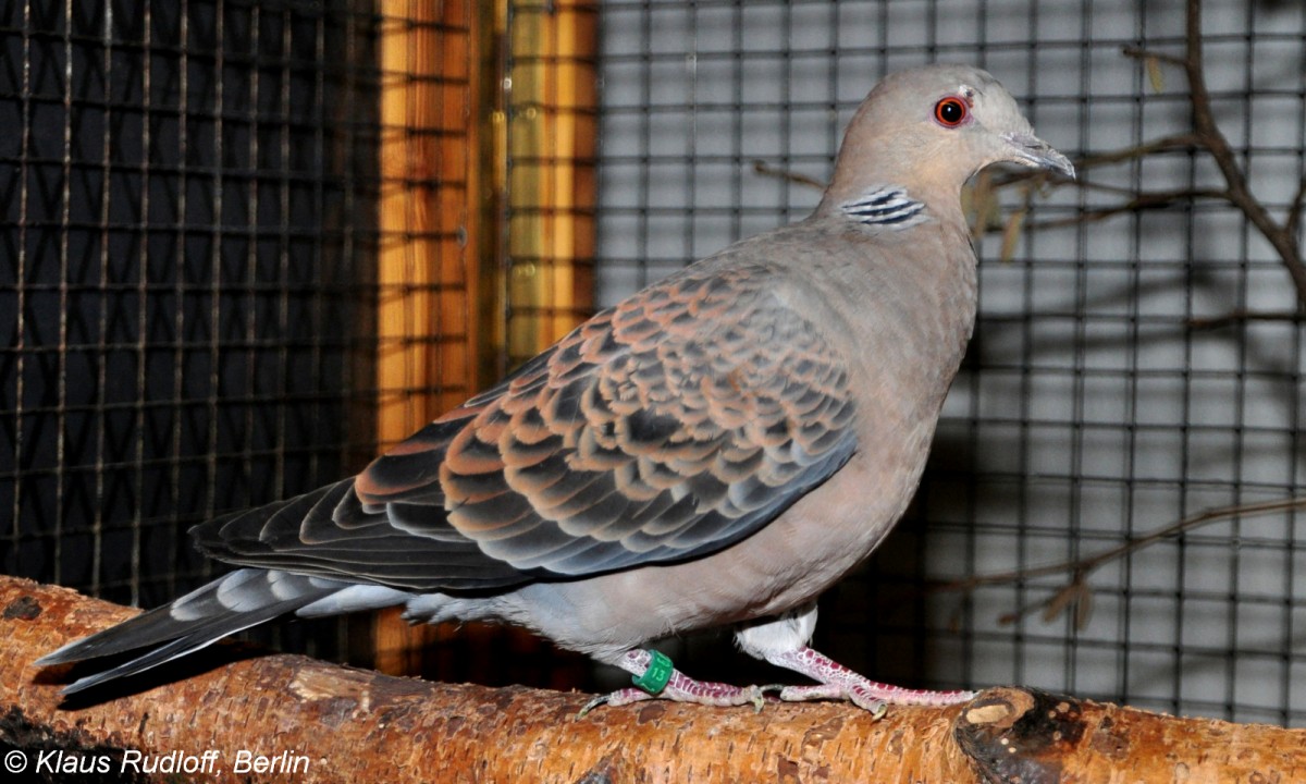 Meena-Taube oder Orient-Turteltaube (Streptopelia orientalis) auf der Landesvogelschau Recklinghausen (Januar 2014).