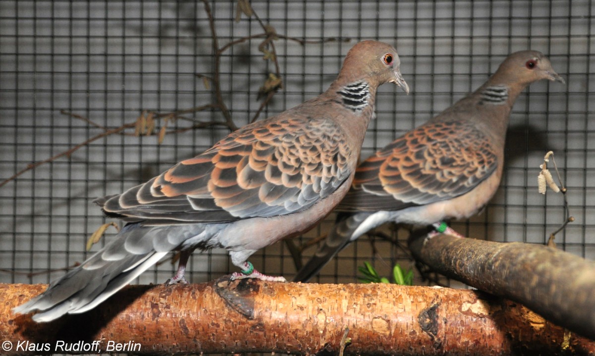 Meena-Taube oder Orient-Turteltaube (Streptopelia orientalis) auf der Landesvogelschau Recklinghausen (Januar 2014).