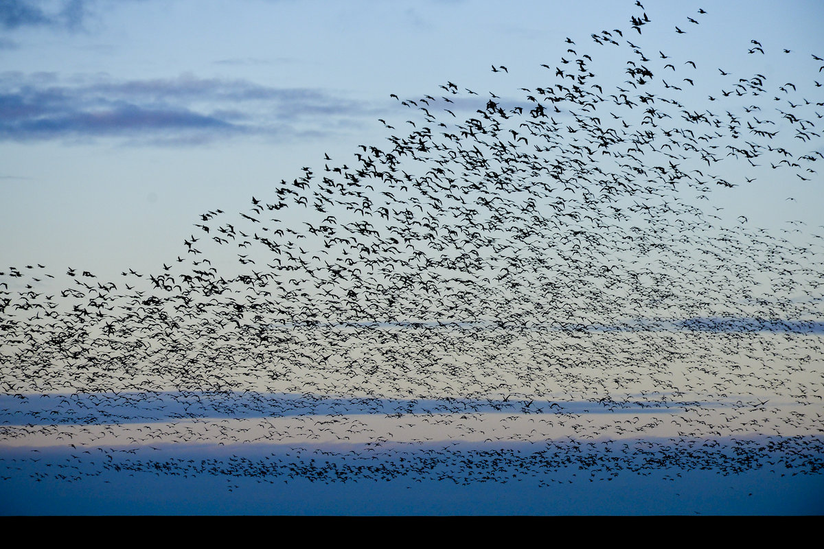 Meergnse ber Rickelsbller Koog im Nationalpark Wattenmeer (Kreis Sdtondern). 4. Januar 2021.