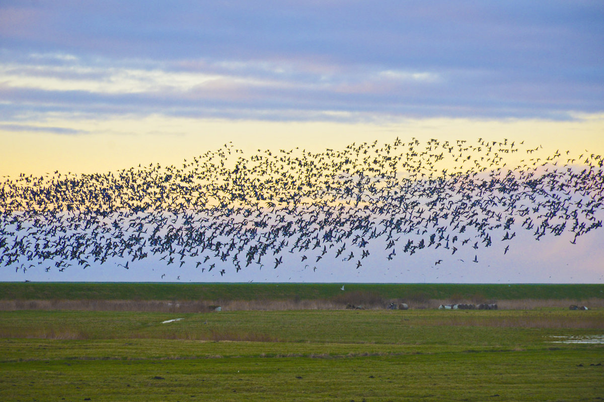 Meergnse ber Rickelsbller Koog im Nationalpark Wattenmeer (Kreis Sdtondern). Aufnahme: 4. Januar 2021.