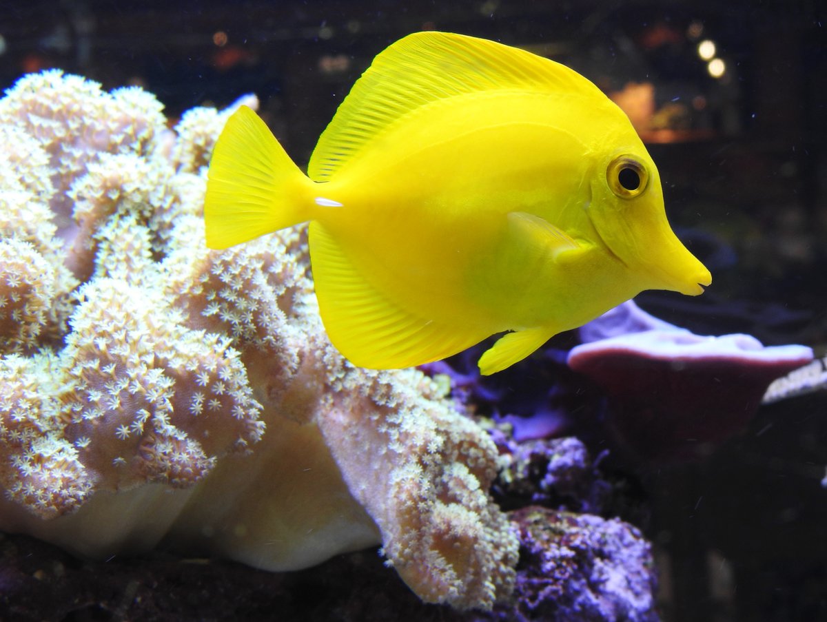 MEERWASSER-ZIERFISCH  GELBER LANGNASEN-PINZETTFISCH 
Diesen originellen Meerwasser-Aquariumsfisch habe ich am 4.3.2020 in HAIGER/HESSEN fotografiert....