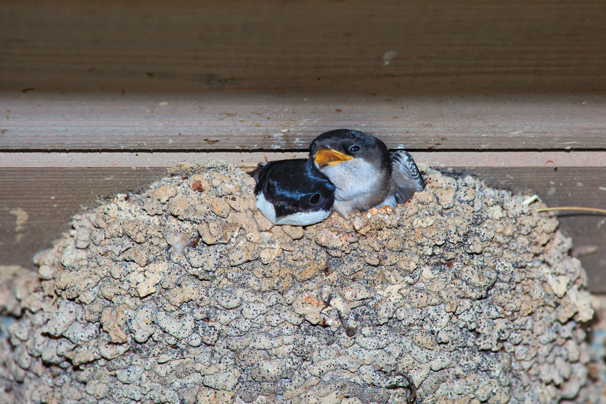 Mehlschwalben am Nestrand. - 09.07.2015