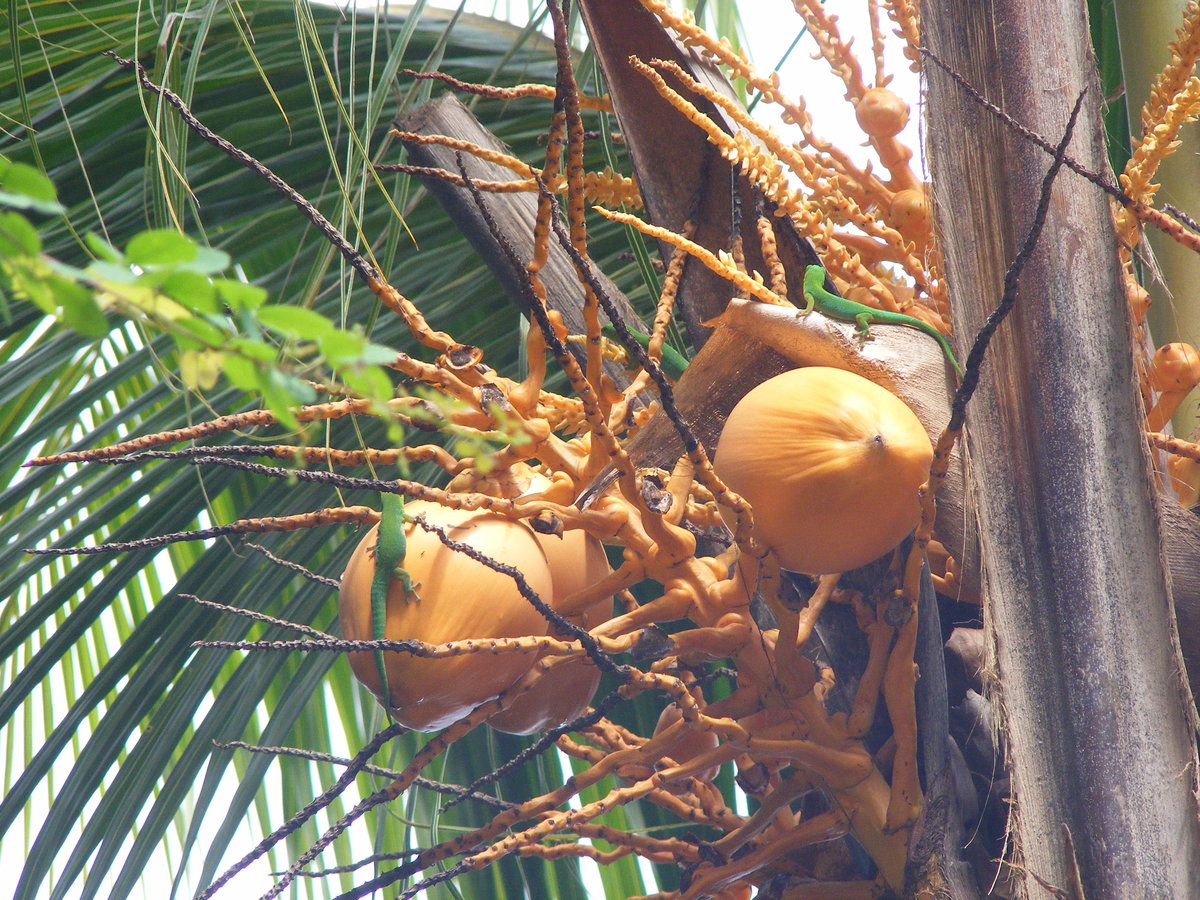 Mehrere Seychellen Taggeckos ( Phalsuma astriata ) beim schlecken von Palmnektar auf der Insel La Digue im September 2015