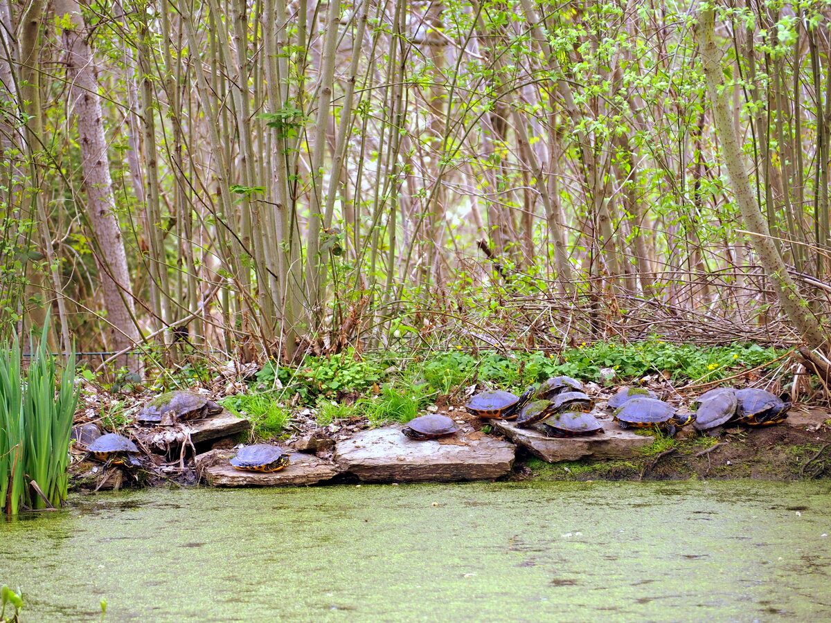 Mehrere Sumpfschildkrten in Zeulenroda. Foto 7.4.24