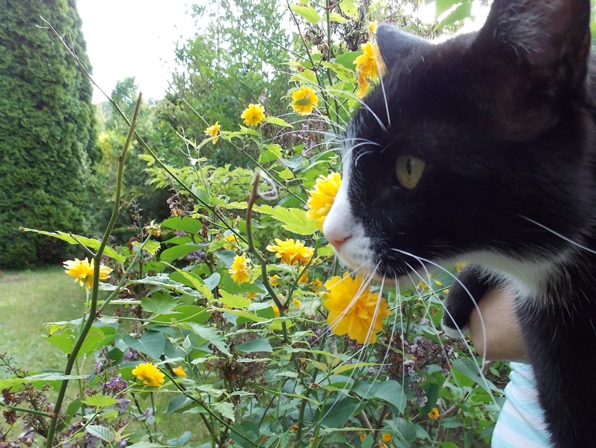 Mein Kater Findus in unserem Garten ... ich hab den kleinen so sehr lieb ♥