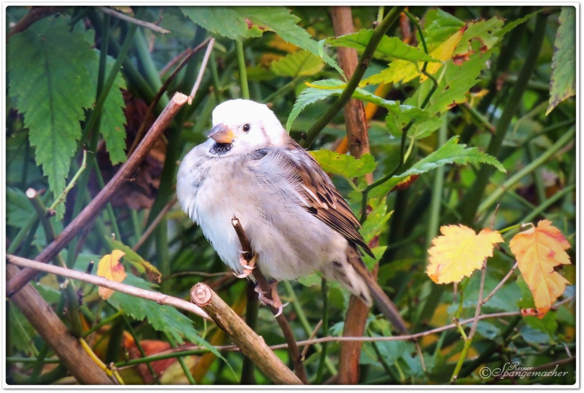 Mein kleiner Freund der Weikopf-Spatz :-) aus Vahlde Kreis Rotenburg/Wmme, Sommer 2014