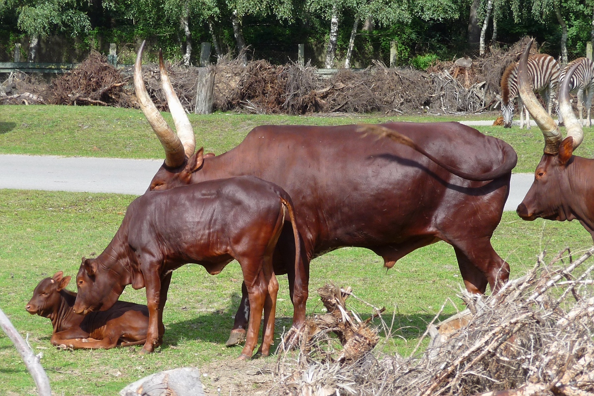 Mein Lieblingsbild: Familienidylle bei den Watussi-Rindern im Serengetipark, 9.9.15