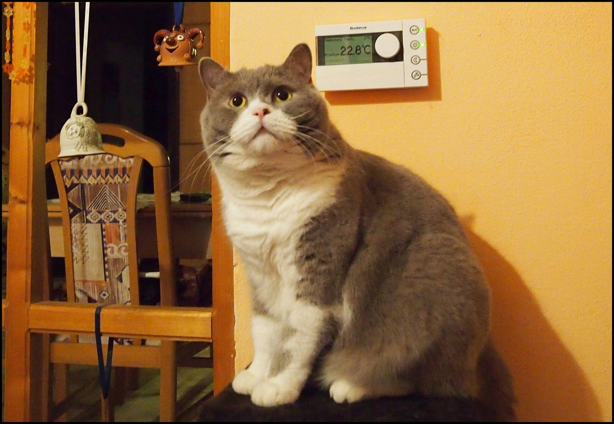 Meine Britische Kater Bert (Bubble Hairy Bears) am 7. 3. 2016. 5 Jahre alt.
25.01.2016