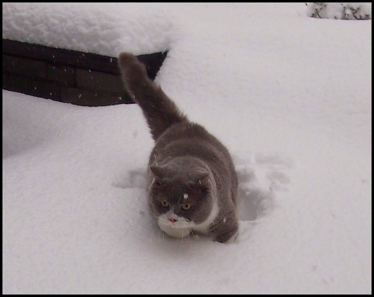 Meine Britische Kater Bert (Bubble Hairy Bears) am 3. 2. 2019. 7 Jahre alt. 