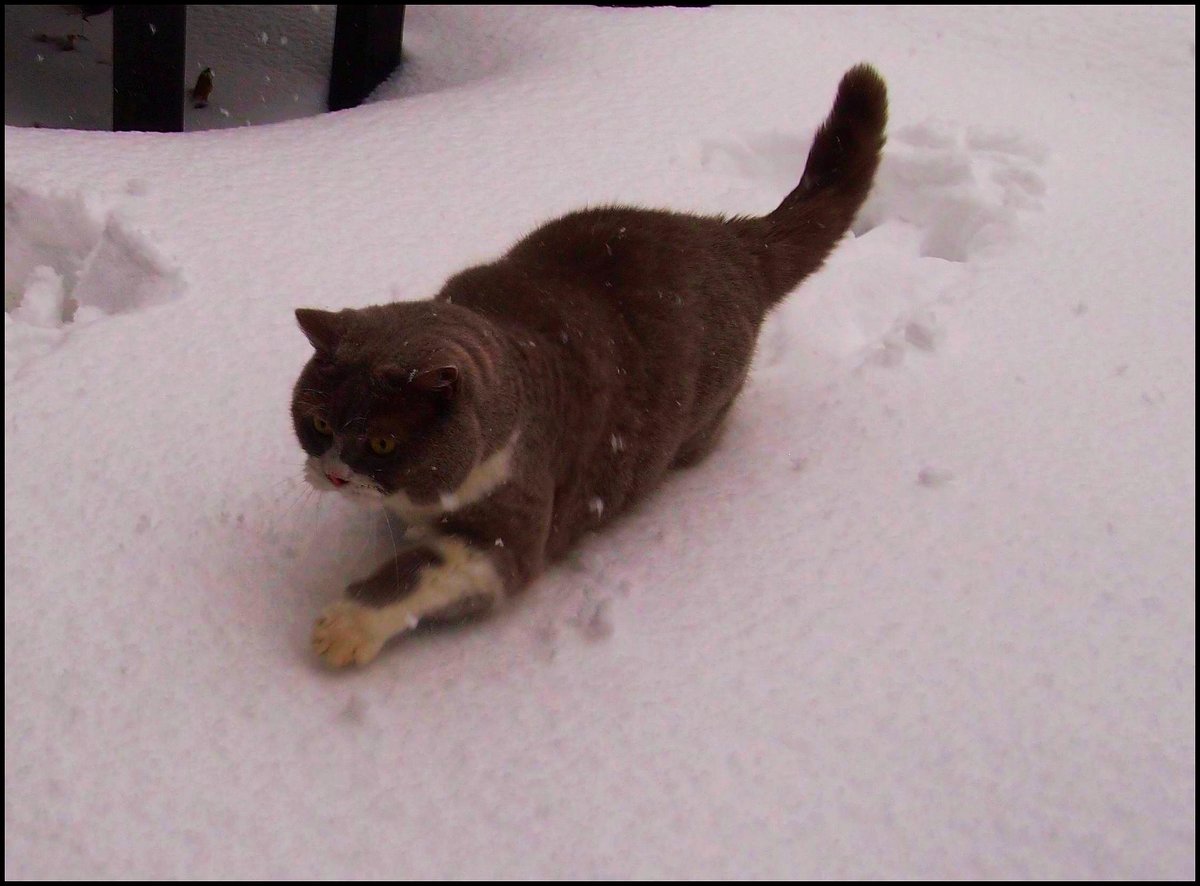 Meine Britische Kater Bert (Bubble Hairy Bears) am 3. 2. 2019. 7 Jahre alt. 