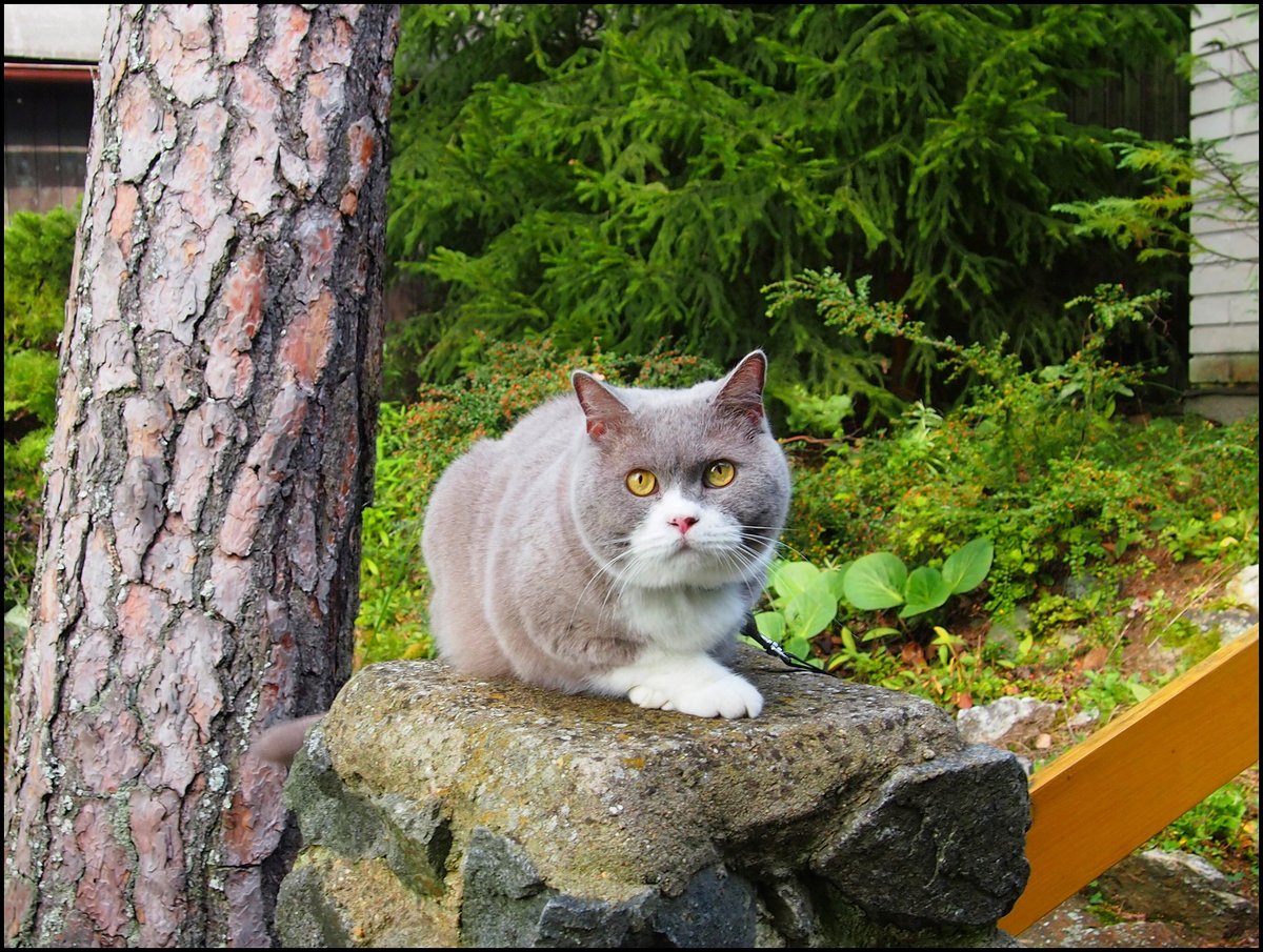 Meine Britische Kater Bert (Bubble Hairy Bears) am 5. 9. 2019. 8 Jahre alt.